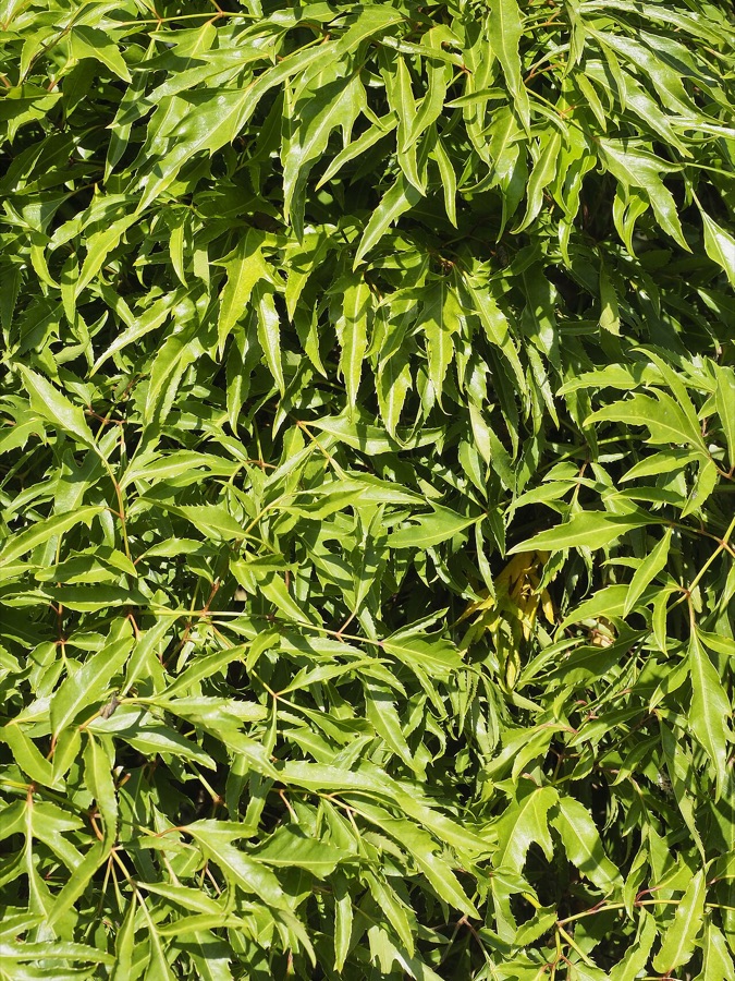 Đinh lăng