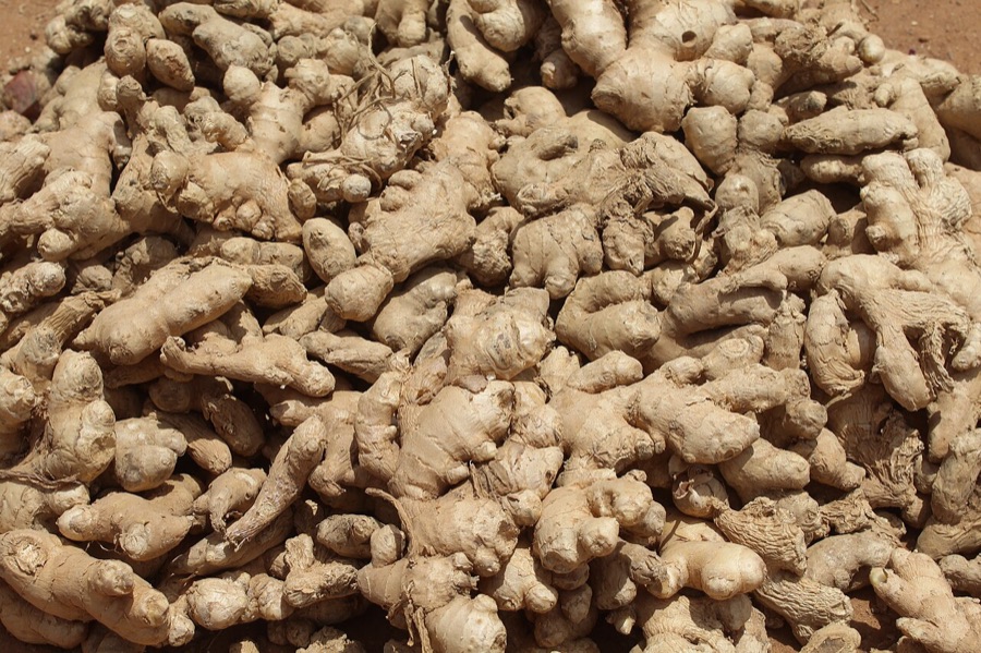 Gừng